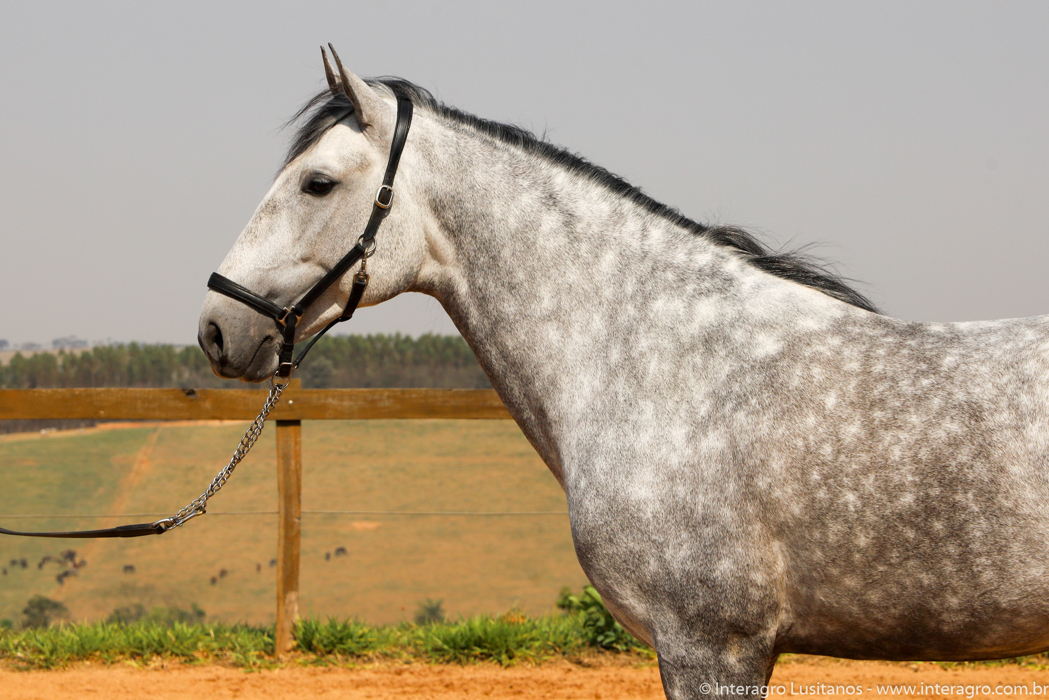 Quinteto Interagro/Interagro Lusitanos