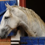 Quintius Interagro/Interagro Lusitanos