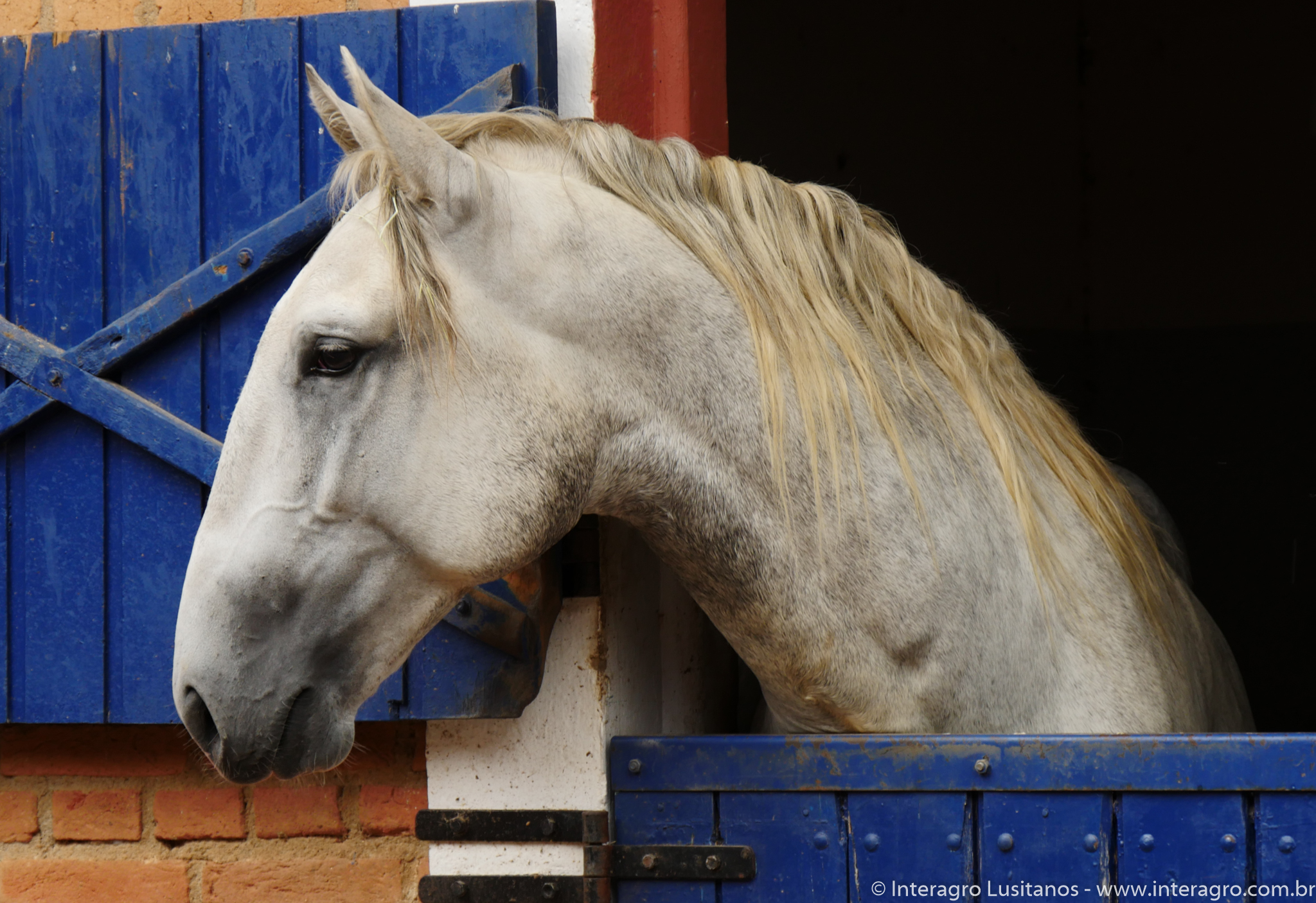 Quintius Interagro/Interagro Lusitanos