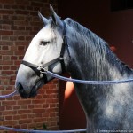 Quintius Interagro/Interagro Lusitanos