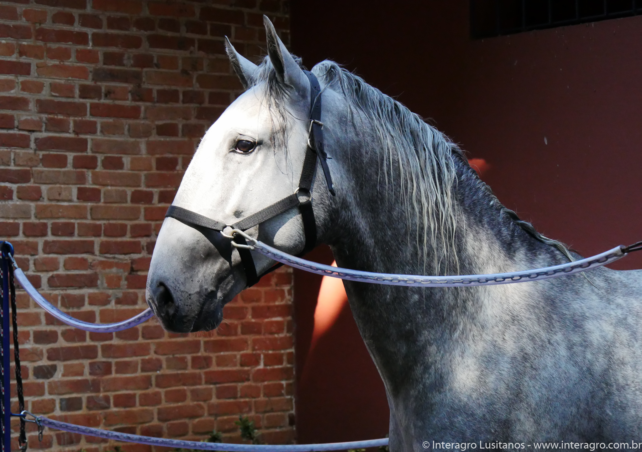 Quintius Interagro/Interagro Lusitanos
