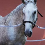 Quintius Interagro/Interagro Lusitanos