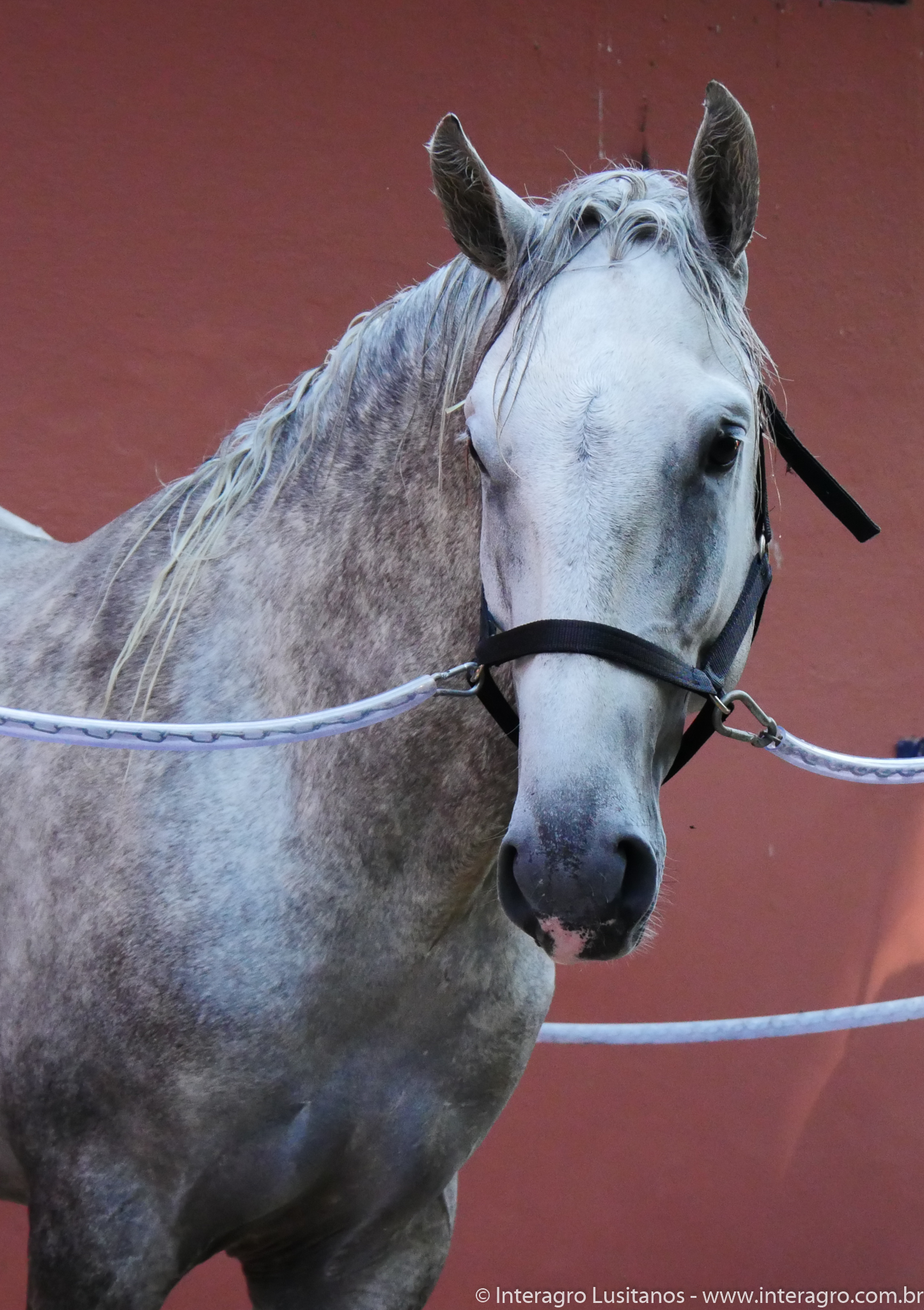 Quintius Interagro/Interagro Lusitanos