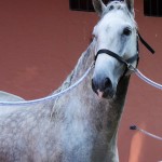 Quintius Interagro/Interagro Lusitanos