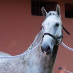 Quintius Interagro/Interagro Lusitanos