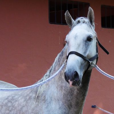 Quintius Interagro/Interagro Lusitanos