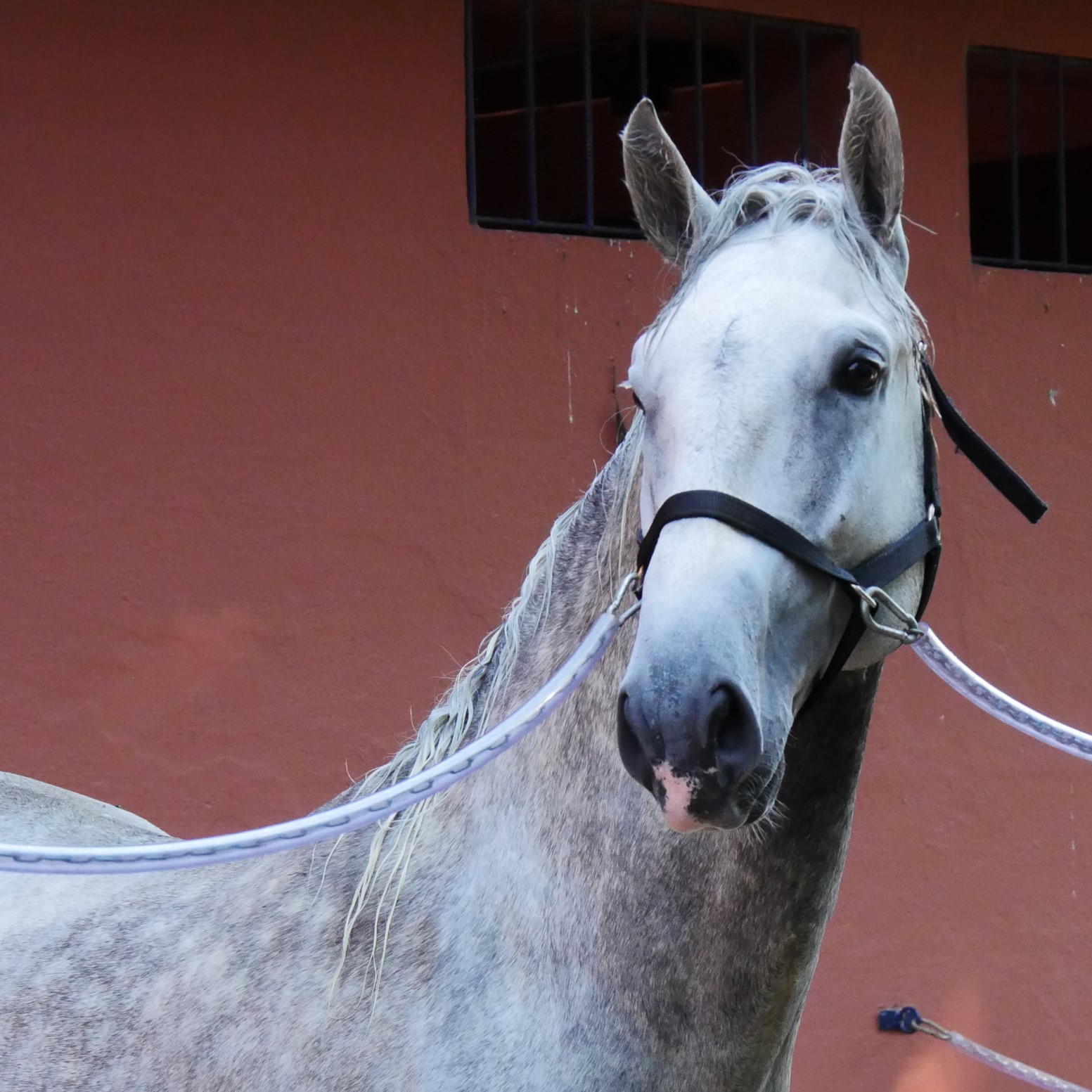 Quintius Interagro/Interagro Lusitanos