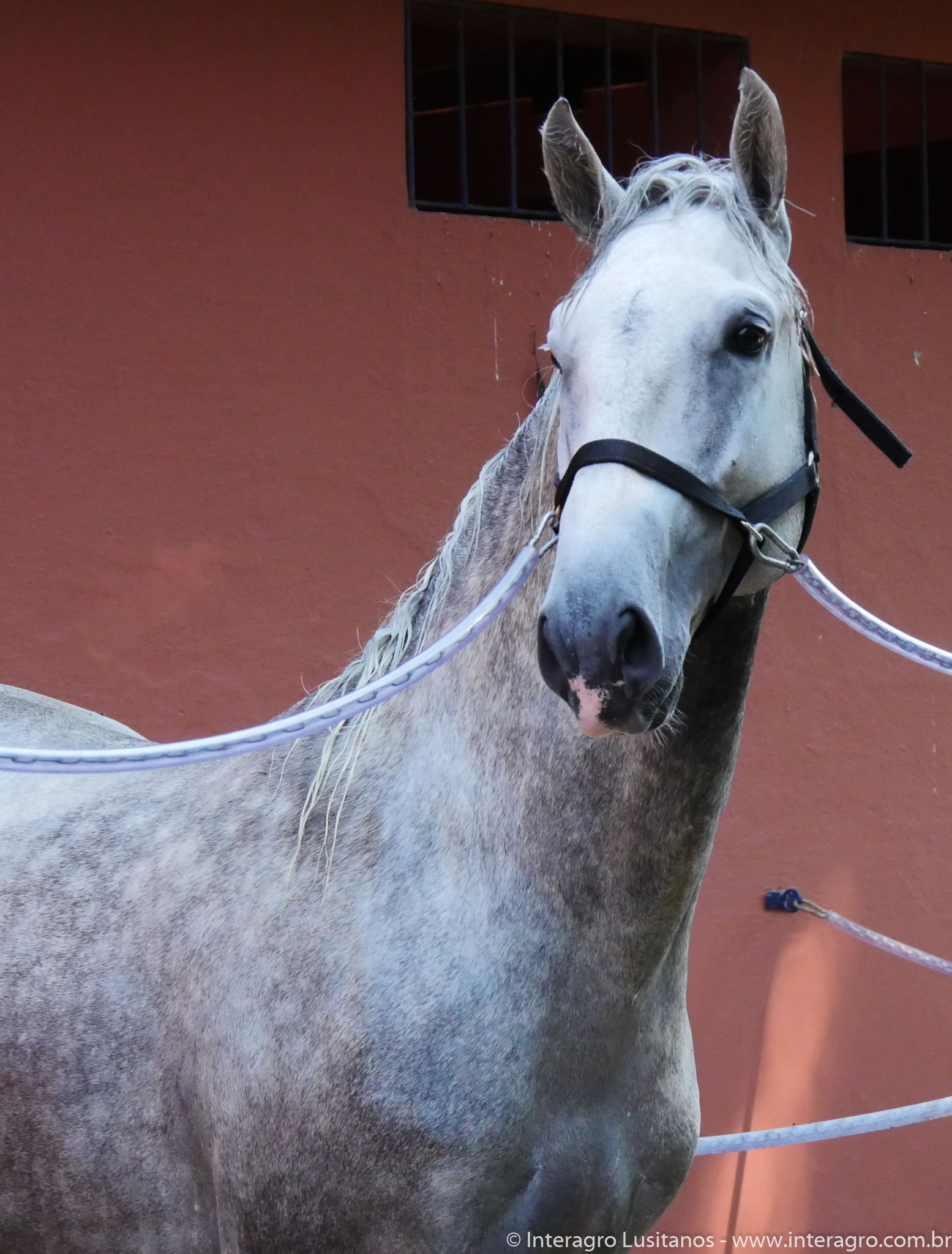 Quintius Interagro/Interagro Lusitanos