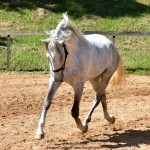 Quintius Interagro/Martina Brandes