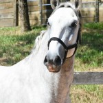 Quintius Interagro/Martina Brandes