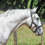 Quintius Interagro/Martina Brandes