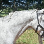 Quintius Interagro/Martina Brandes