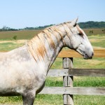 Quintius Interagro/Interagro Lusitanos