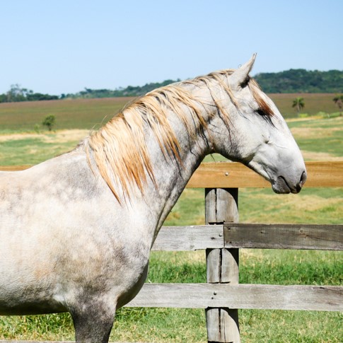 Quintius Interagro/Interagro Lusitanos