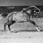 Quiosque Interagro/Interagro Lusitanos