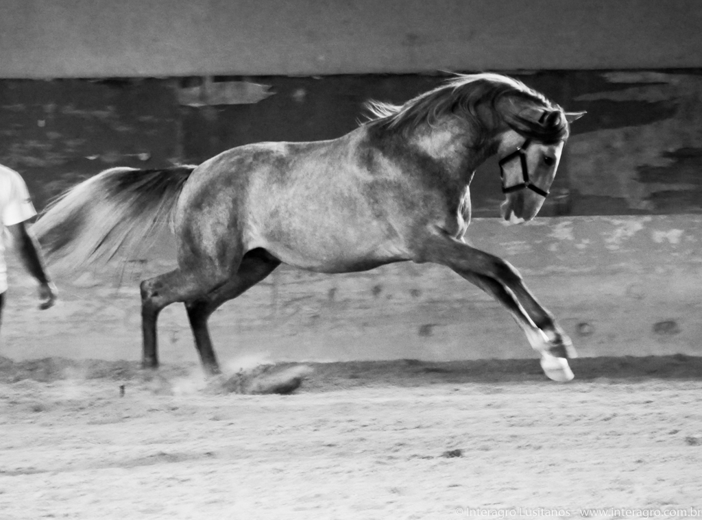Quiosque Interagro/Interagro Lusitanos