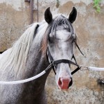 Quiosque Interagro/Interagro Lusitanos