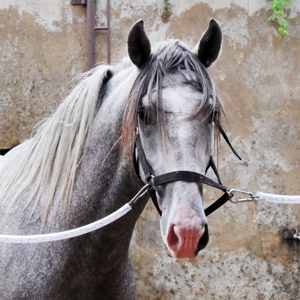 Quiosque Interagro/Interagro Lusitanos