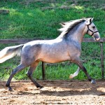 Quiosque Interagro, Purebred Lusitano grey colt for sale. Photo: Martina Brandes