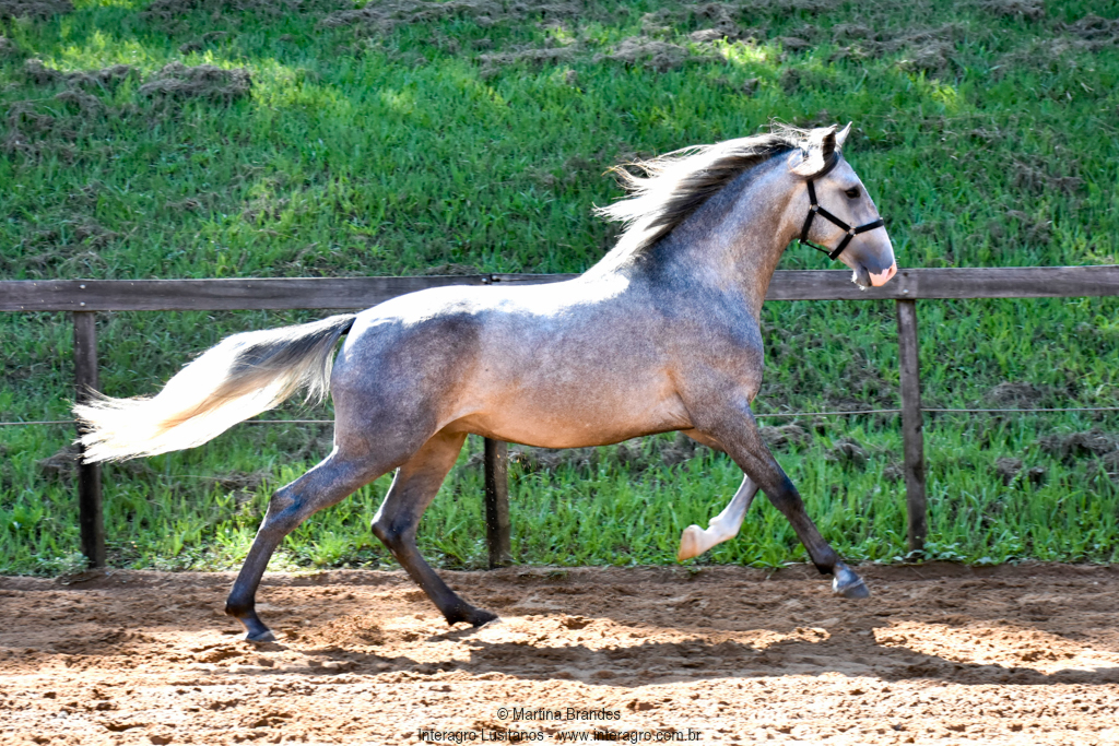 Quiosque Interagro, Purebred Lusitano grey colt for sale. Photo: Martina Brandes