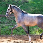 Quiosque Interagro, Purebred Lusitano grey colt for sale. Photo: Martina Brandes