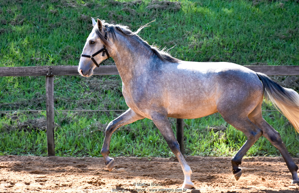Quiosque Interagro, Purebred Lusitano grey colt for sale. Photo: Martina Brandes