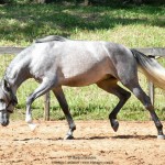 Quiosque Interagro, Purebred Lusitano grey colt for sale. Photo: Martina Brandes