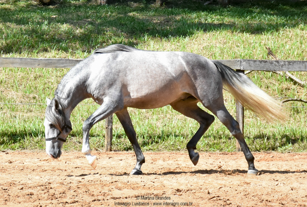 Quiosque Interagro, Purebred Lusitano grey colt for sale. Photo: Martina Brandes