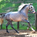 Quiosque Interagro, Purebred Lusitano grey colt for sale. Photo: Martina Brandes