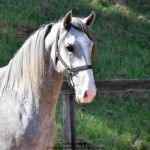 Quiosque Interagro, Purebred Lusitano grey colt for sale. Photo: Martina Brandes