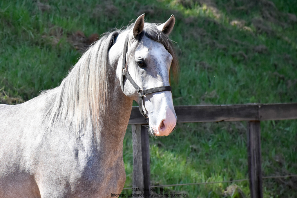 Quiosque Interagro, Purebred Lusitano grey colt for sale. Photo: Martina Brandes