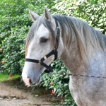 Quiosque Interagro, Purebred Lusitano grey colt for sale. Photo: Martina Brandes