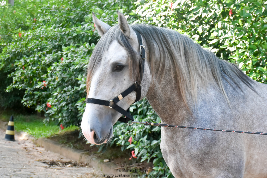 Quiosque Interagro, Purebred Lusitano grey colt for sale. Photo: Martina Brandes