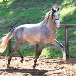 Quiosque Interagro, Purebred Lusitano grey colt for sale. Photo: Martina Brandes