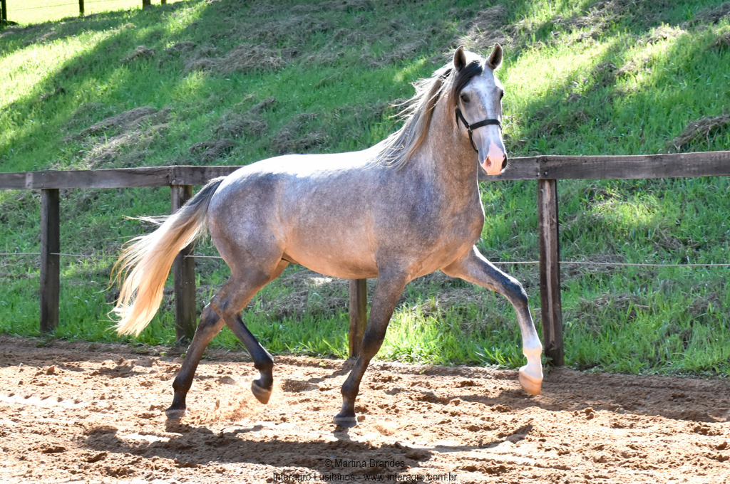Quiosque Interagro, Purebred Lusitano grey colt for sale. Photo: Martina Brandes