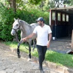 Quiosque Interagro, Purebred Lusitano grey colt for sale. Photo: Martina Brandes