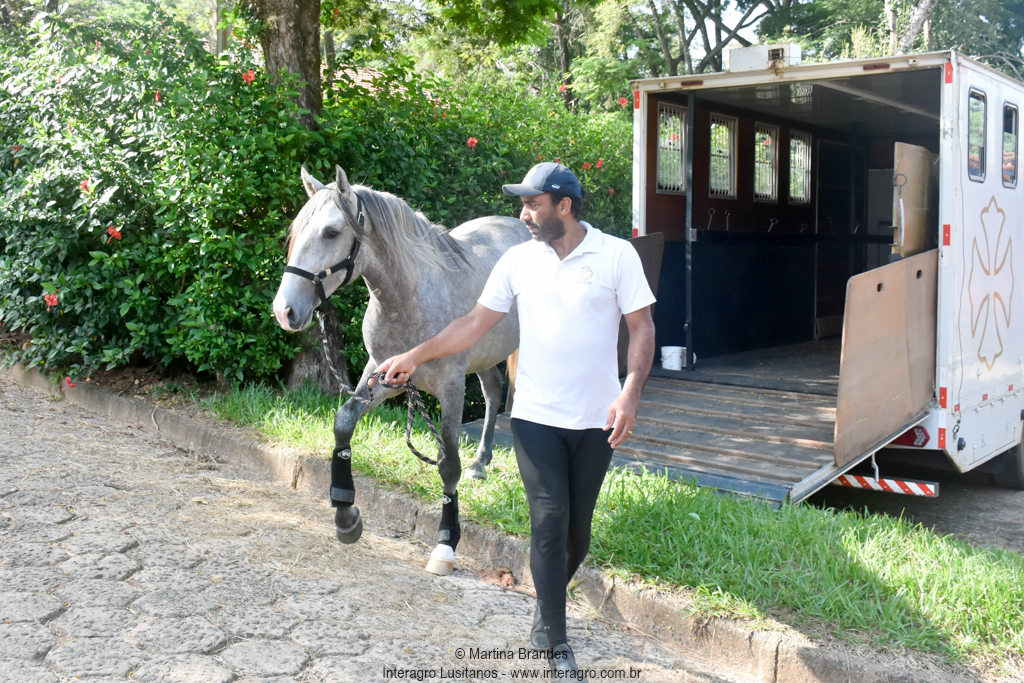 Quiosque Interagro, Purebred Lusitano grey colt for sale. Photo: Martina Brandes