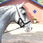Quiosque Interagro, Purebred Lusitano grey colt for sale. Photo: Martina Brandes
