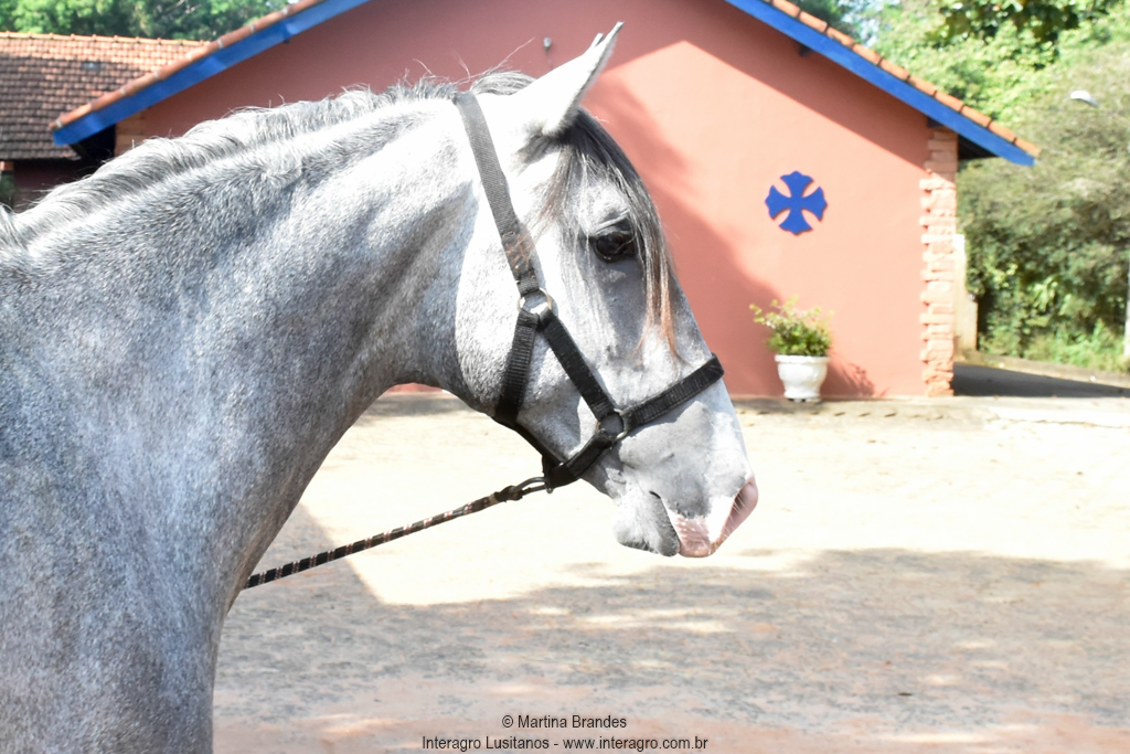 Quiosque Interagro, Purebred Lusitano grey colt for sale. Photo: Martina Brandes