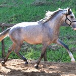 Quiosque Interagro, Purebred Lusitano grey colt for sale. Photo: Martina Brandes