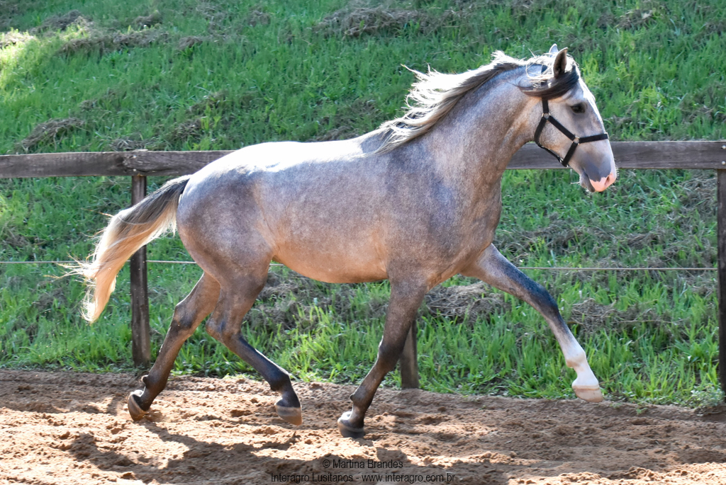 Quiosque Interagro, Purebred Lusitano grey colt for sale. Photo: Martina Brandes