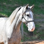 Quiosque Interagro, Purebred Lusitano grey colt for sale. Photo: Martina Brandes