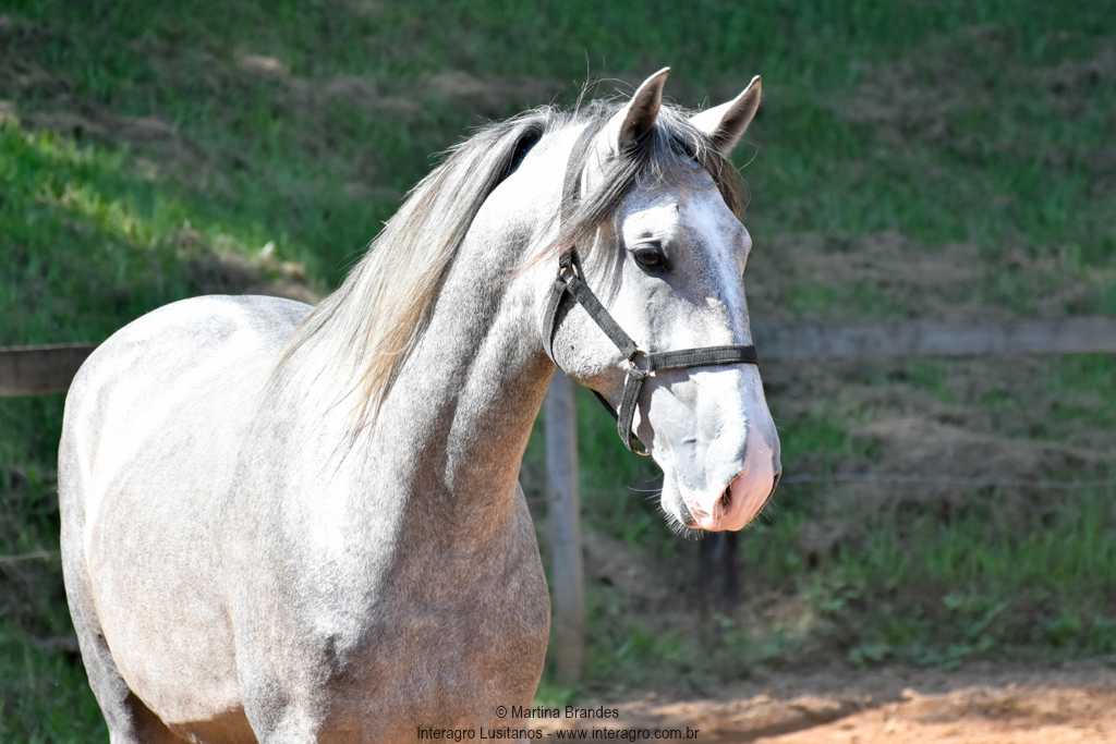Quiosque Interagro, Purebred Lusitano grey colt for sale. Photo: Martina Brandes
