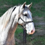 Quiosque Interagro, Purebred Lusitano grey colt for sale. Photo: Martina Brandes
