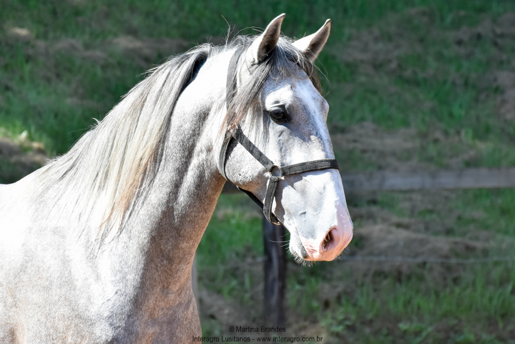 Quiosque Interagro, Purebred Lusitano grey colt for sale. Photo: Martina Brandes