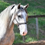 Quiosque Interagro, Purebred Lusitano grey colt for sale. Photo: Martina Brandes
