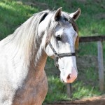Quiosque Interagro, Purebred Lusitano grey colt for sale. Photo: Martina Brandes