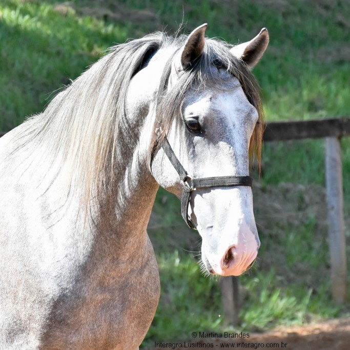Quiosque Interagro, Purebred Lusitano grey colt for sale. Photo: Martina Brandes