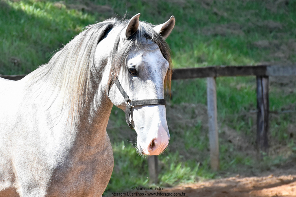 Quiosque Interagro, Purebred Lusitano grey colt for sale. Photo: Martina Brandes