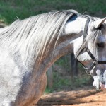 Quiosque Interagro, Purebred Lusitano grey colt for sale. Photo: Martina Brandes